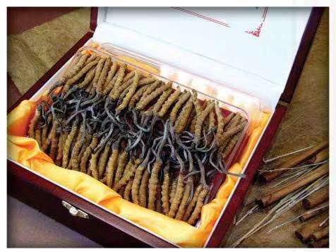 保山冬虫夏草回收